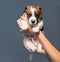 Owner holds the puppy in his hands