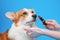 Owner holds red lipstick in hands and is going to make up lips of obedient welsh corgi pembroke dog on blue background, copy space