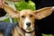 An owner holds up his beagle dogs long, floppy ears