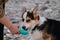 Owner holds water bottle with his hand and dog quenches his thirst. Welsh Corgi Pembroke Tricolor sits on pebble beach and