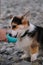 Owner holds water bottle with his hand and dog quenches his thirst. Welsh Corgi Pembroke Tricolor sits on pebble beach and