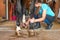 Owner horsewoman taking care of chestnut horse hoof.