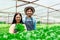 Owner of Hydroponics Vegetable Farm Two Asian men and women are harvesting vegetables for sale. On the farm, vegetables are grown