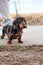 The owner keeps a small marble-colored dachshund puppy on a leash near his feet on a walk in the park