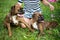 Owner laying on a meadow with cute brown Boxer Dogs