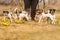 Owner with many Jack Russells in spring on a blooming meadow