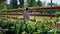 The owner of nursery garden walking among the plants