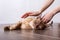 Owner petting burmese cat lies on floor.