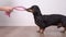 Owner and playful black and tan dachshund playing with pink fabric tug-of-war toy for active dogs. Item with rope handle