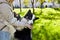 Owner plays with a siberian laika dog in autumn park