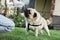 Owner pouring water from bottle for cute pug on lawn at walk outdoors , closeup. Dog walking