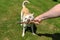 Owner pulling a wooden stick clamped in the dog`s teeth. Playing with a happy female dog in nature outdoors in sunny summer day