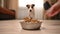 The owner puts a bowl of food on the table and the dog Jack Rassell Terrier starts to eat.