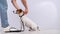 Owner puts a collar on a dog jack russell terrier before a walk on a white background.