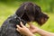 The owner removes the collar from the neck of his dog