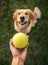 Owner\\\'s arm close-up photo offering green tennis ball to lovely friend Cute golden retriever dog. Loyal dogs pet friendship,
