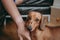 Owner`s hand caressing brown smooth hair dachshund puppy.