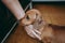 Owner`s hand caressing brown smooth hair dachshund puppy.