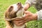 The owner`s hands stroking his happy brown dog