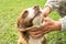 The owner`s hands stroking his happy brown dog