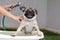 Owner shower and take a bath with dog,Happy adorable pug breed dog in Bathtubs for shower and cleaning,Comfortable Dog Shower and