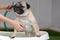 Owner shower and take a bath with dog,Happy adorable pug breed dog in Bathtubs for shower and cleaning,Comfortable Dog Shower and