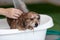 Owner shower and take a bath with dog,Happy senior mix breed dog in Bathtubs for shower and cleaning,Dog Shower and bathing