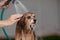 Owner shower and take a bath with dog,Happy senior mix breed dog in Bathtubs for shower and cleaning,Dog Shower and bathing