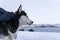 owner strokes the dog\\\'s fur. A loyal pet. Husky is a northern dog. Dog close-up on the background of a north winter landscape