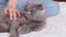 The owner strokes his gray domestic cat with his hand