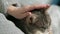 The owner strokes and scratches the neck of a large gray domestic cat. Love for pets