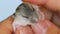 The owner is stroking his beloved little hamster. hamster sleeps in caring hands