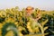 Owner of a sunflower farm inspects the harvest