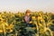 Owner of a sunflower farm inspects the harvest