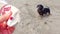 Owner teases dachshund with toy and then throws it. Outdoor activity.