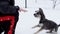 Owner training dog to give five paw and bark exercise. Male dog instructor training domestic pet to give paw and voice