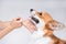 The owner or veterinarian is brushing with a special silky brush teeth a cute dog. Healthcare recommendations of veterinarian