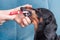 Owner or veterinarian holds dogs face with hand and brushes side teeth behind cheek with special toothbrush and toothpaste for