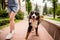 Owner walking with the Berner Sennenhund dog at the park.