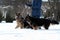 The owner walking large dogs. Winter, dogs in the snow