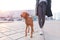 Owner walks around the city with a dog of the Magyar Vizsla breed. A beautiful dog walks on a leash with a girl