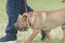 The owner walks through the green grass with his pet on a leash