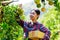 Owner women pack tangerines into cardboard boxes in her ochard to send to customers by postal transporttation