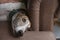 Owners hand gently comforts tired greyhound dog relaxing on sofa