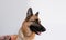 Owners hands take care of pets health. Hold paw and cut claws of German Shepherd. Man cuts dogs claws with special scissors and