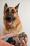 Owners hands take care of pets health. Hold paw and cut claws of German Shepherd. Man cuts dogs claws with special scissors and