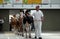 The owners show their cattle to the jury at the fair in Bjelovar, Croatia