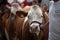 The owners show their cattle to the jury at the fair in Bjelovar, Croatia