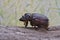 Ox beetle walking on tree bark.