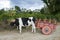 Ox Cart and Cows on Coffee Plantation in Costa Rica, Travel